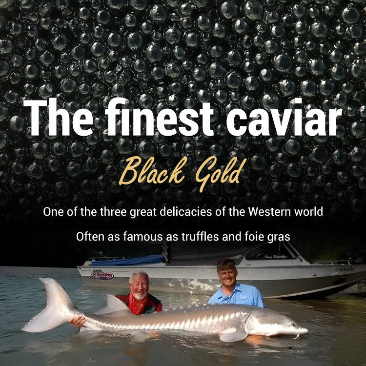 Beluga caviar from Russia-LUN