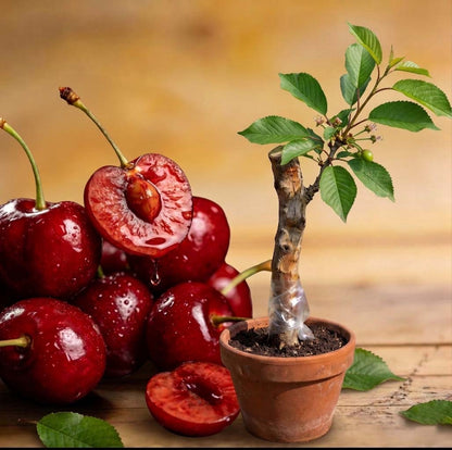 🍒Black Cherry Plant Kit – American & Chilean Varieties for Home Garden -LUN