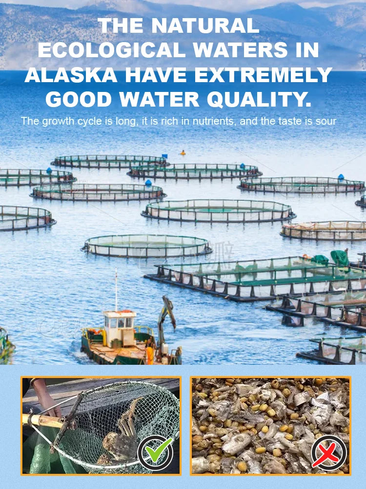Alaskan Snow Crab Crisps – Ready-to-Eat High-Protein Seafood Snack-LUN