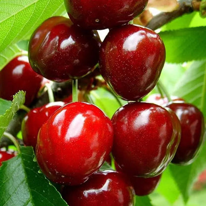 🍒Black Cherry Plant Kit – American & Chilean Varieties for Home Garden -LUN