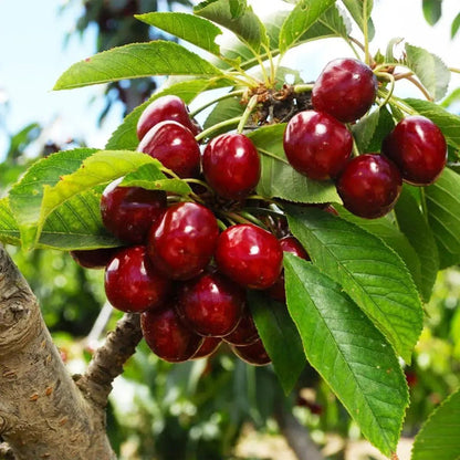 🍒Black Cherry Plant Kit – American & Chilean Varieties for Home Garden -LUN