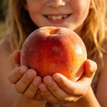 🔥 65K+ SOLD! 🍑 Heirloom "Honey Red" Dwarf Peach Tree Live Seeds-LUN