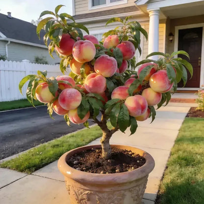 🔥 65K+ SOLD! 🍑 Heirloom "Honey Red" Dwarf Peach Tree Live Seeds-LUN